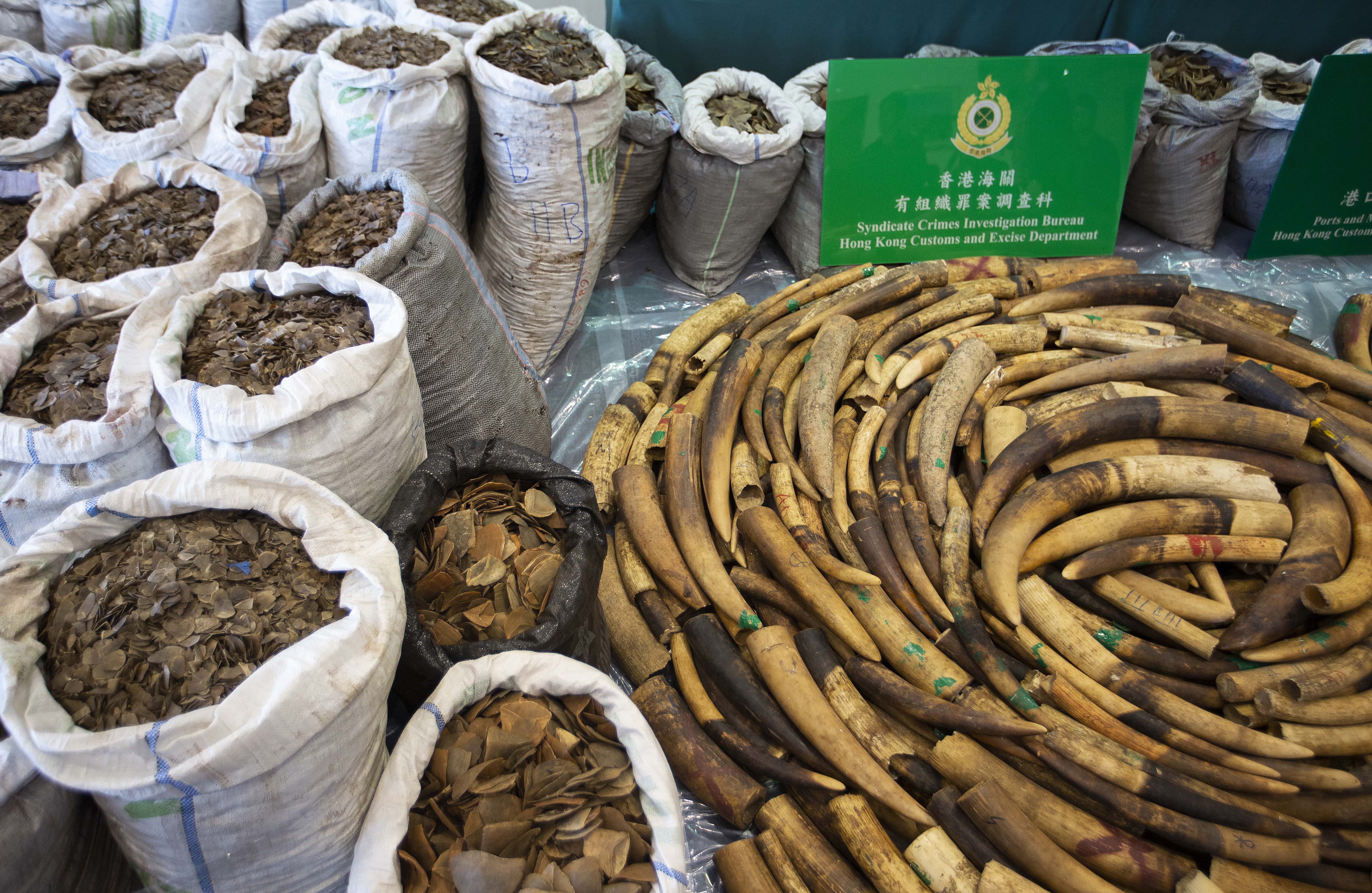 In January 2019, Hong Kong’s Customs confiscated US$7.9 million worth of elephant tusks and pangolin scales from a shipping container that arrived from Africa